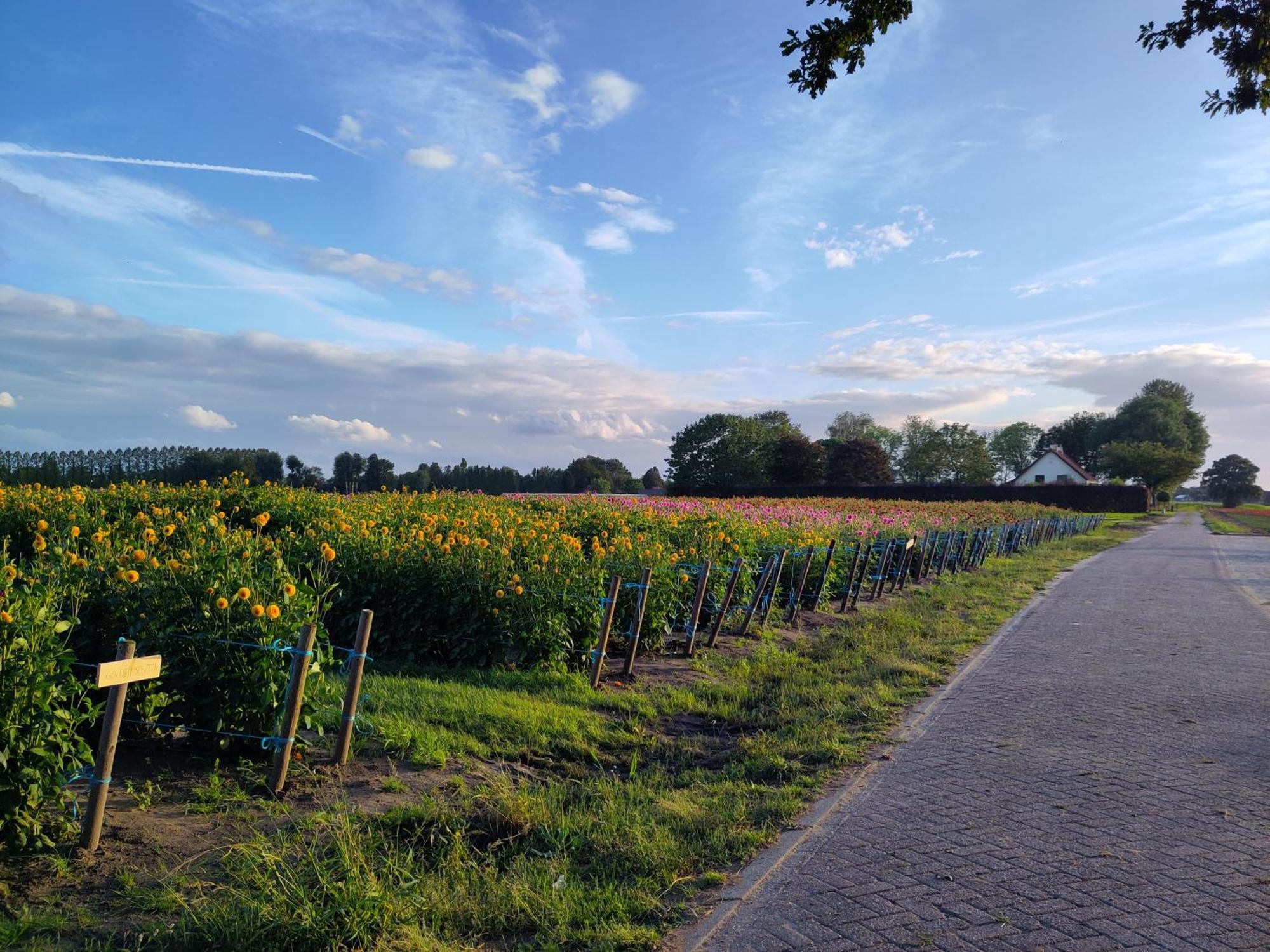 'T Voske Bed and Breakfast Zundert Εξωτερικό φωτογραφία